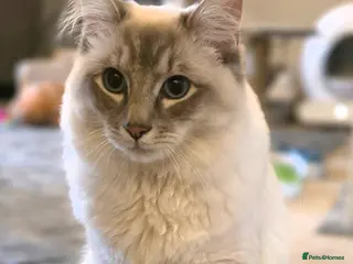 Ragdoll cats Stunning Blue Lynx Male - Advert 1