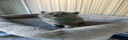 British Shorthair cats for sale: Full Pedigree British Blue Shorthair Kittens - Advert 4