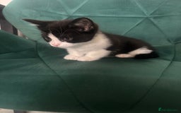 Mixed Breed cats for sale: Beautiful black and white girl - Image 2
