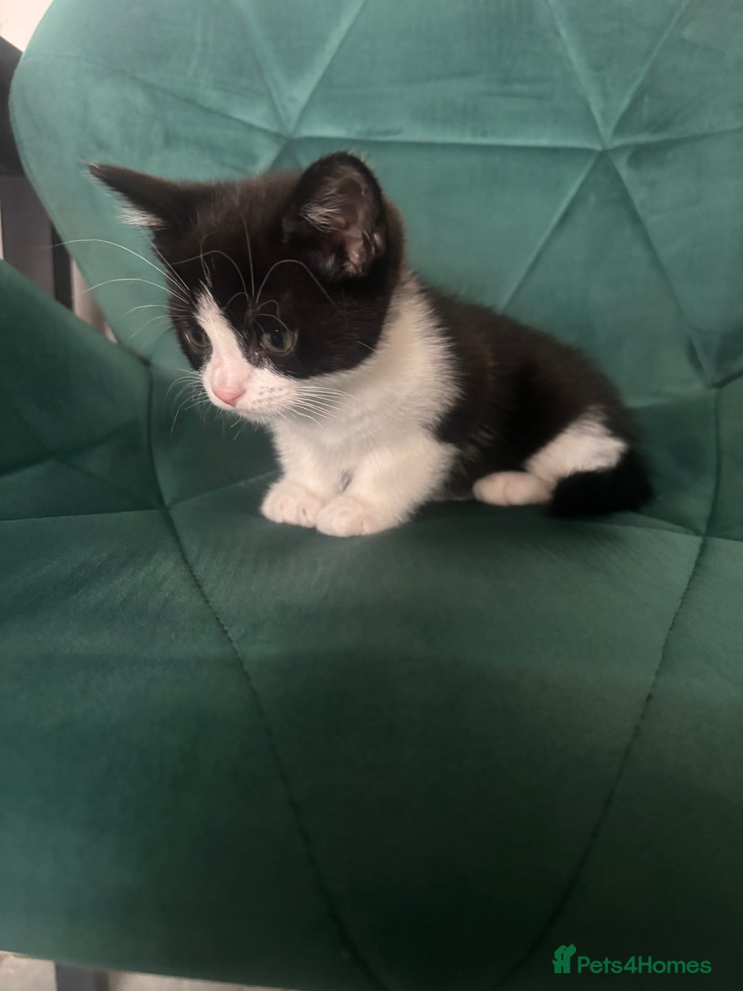 Mixed Breed cats for sale: Beautiful black and white girl - Image 2