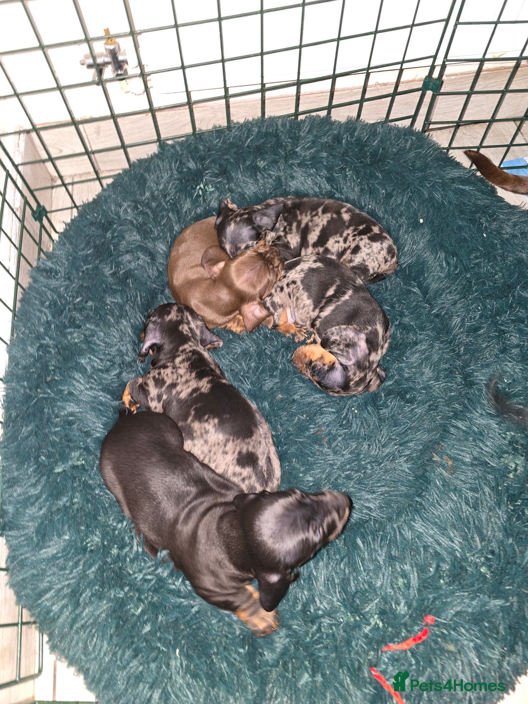Dachshund dogs for sale: 6 mini daschunds looking for new home - Advert 8