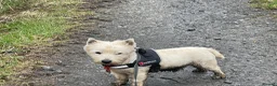 West Highland Terrier dogs for sale: Royal kennel club registered west highland white  - Advert 11