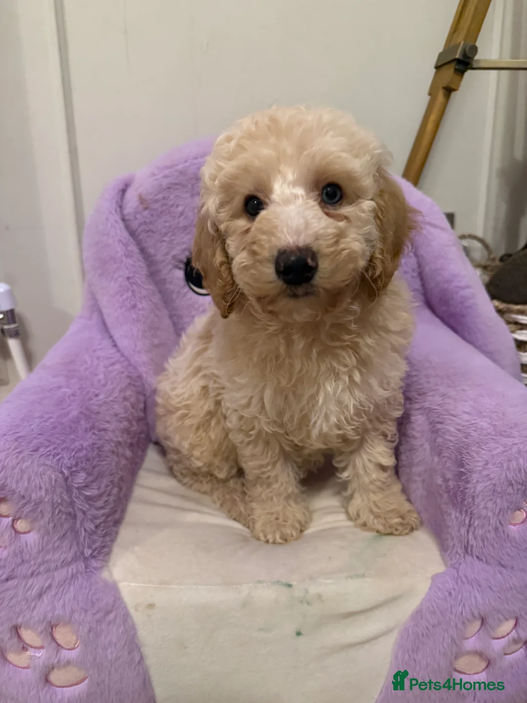 Mixed Breed dogs for sale: DNA HEALTH TESTED miniature Cavapoos 🩷 - Advert 4