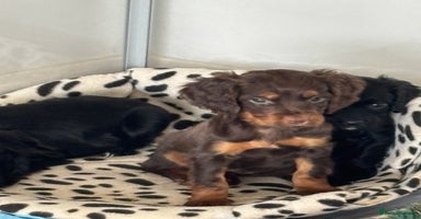 Cocker Spaniel dogs - Advert 3
