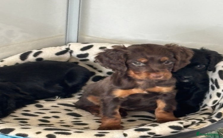 Cocker Spaniel dogs - Advert 15