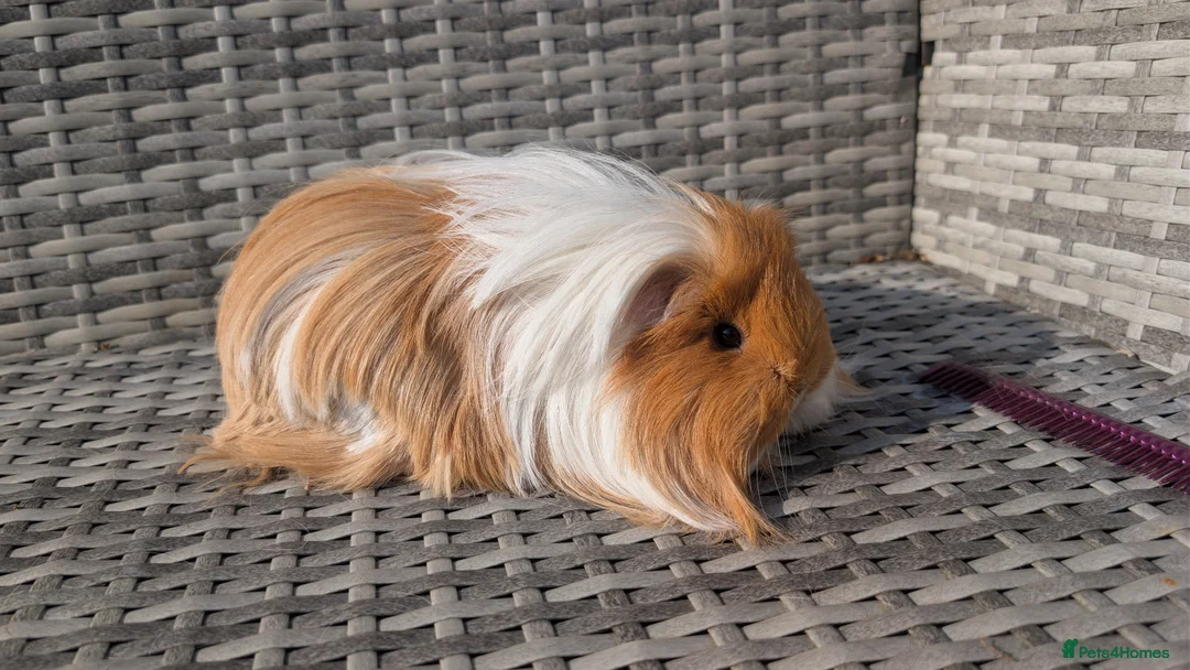 Guinea Pig rodents for sale: Sheltie and Coronet guinea pig girls  - Advert 1