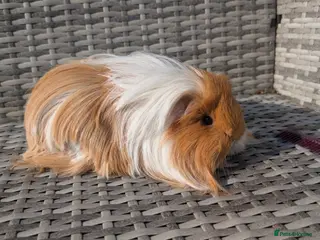 Guinea Pig rodents Sheltie and Coronet guinea pig girls - Advert 1