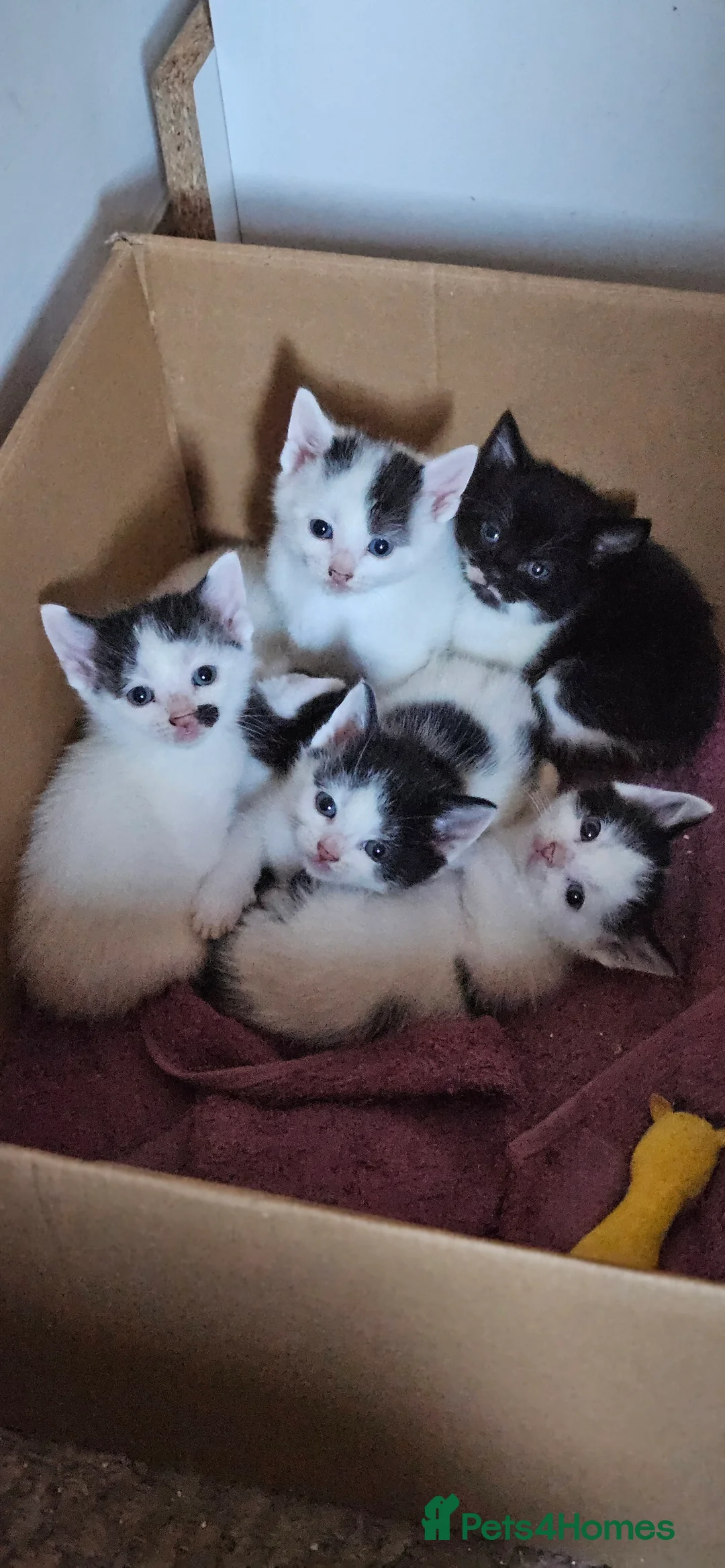 Mixed Breed cats for sale: 4 Black and White Mixed Breed Kittens - Advert 2