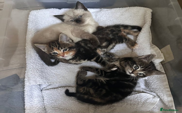 Domestic Shorthair cats - Advert 1