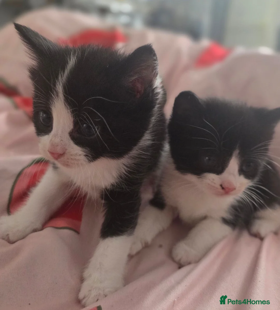 Siberian cats for sale: Two females 5 weeks old  in Huddersfield - Advert 4