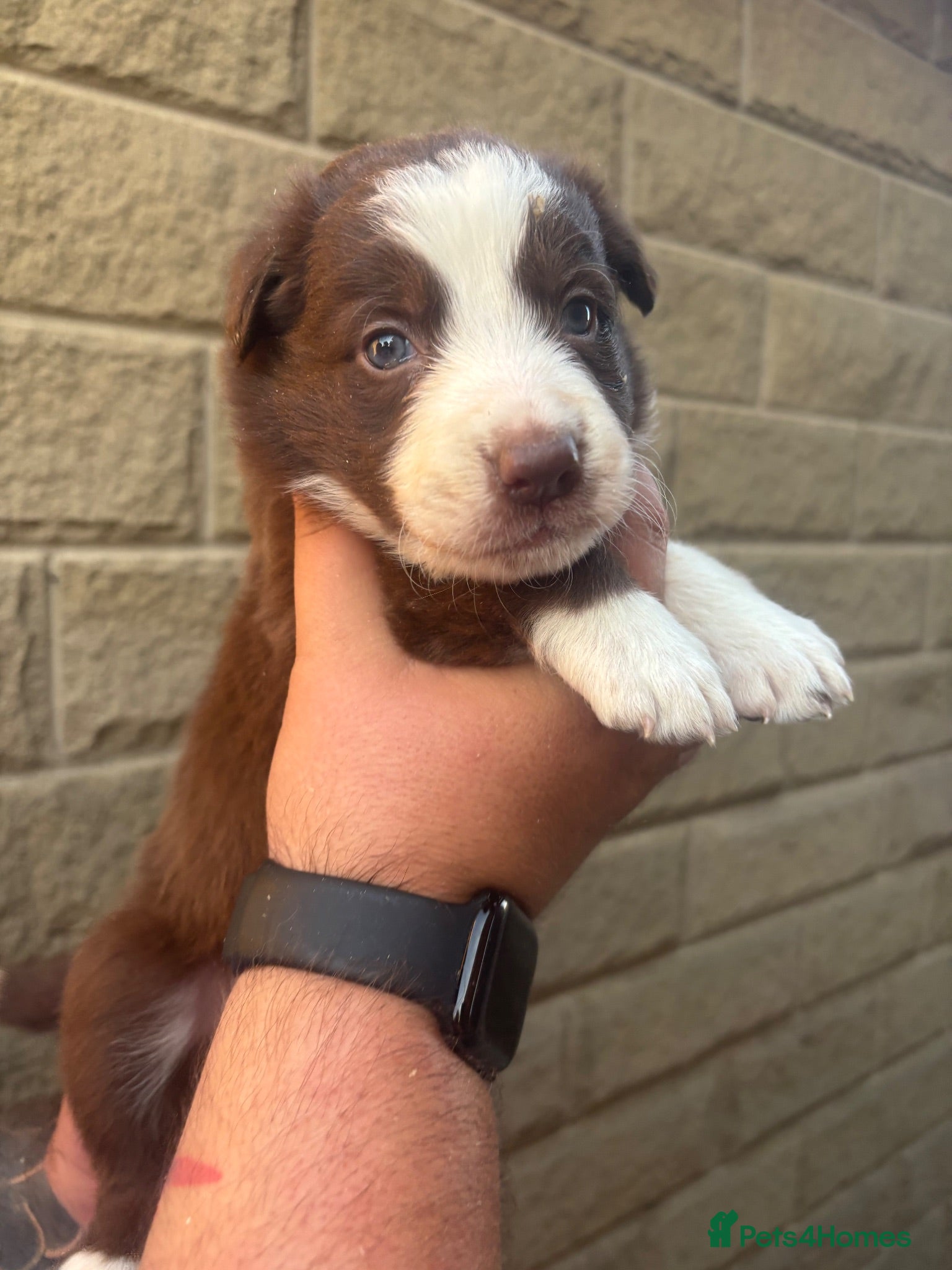 Border Collie dogs KC REGISTERED beautiful border collie pups  - Advert 2