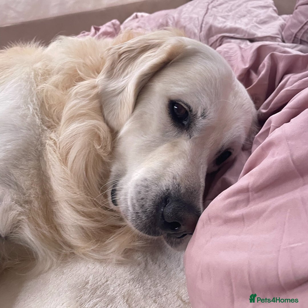 Golden Retriever dogs for stud: Beautiful golden retriever for stud  - Image 9