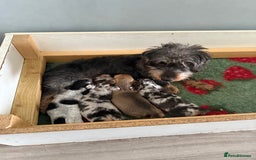 Mixed Breed dogs for sale: Doxiepoo 3/4 Daschund and 1/4 poodle - Advert 1