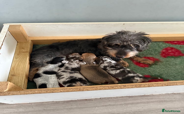 Mixed Breed dogs Doxiepoo 3/4 Daschund and 1/4 poodle - Advert 3