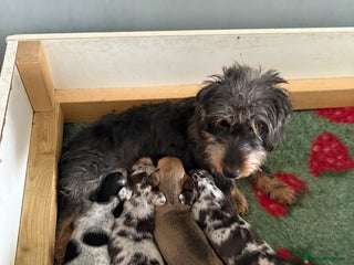 Mixed Breed dogs for sale: Doxiepoo 3/4 Daschund and 1/4 poodle - Advert 1