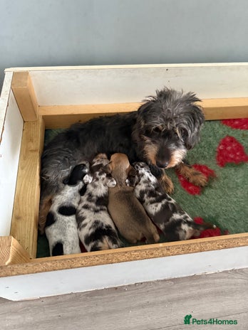 Mixed Breed dogs Doxiepoo 3/4 Daschund and 1/4 poodle - Advert 1