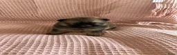 Pomeranian dogs for sale: Double coat stunning Pomeranians - Advert 18