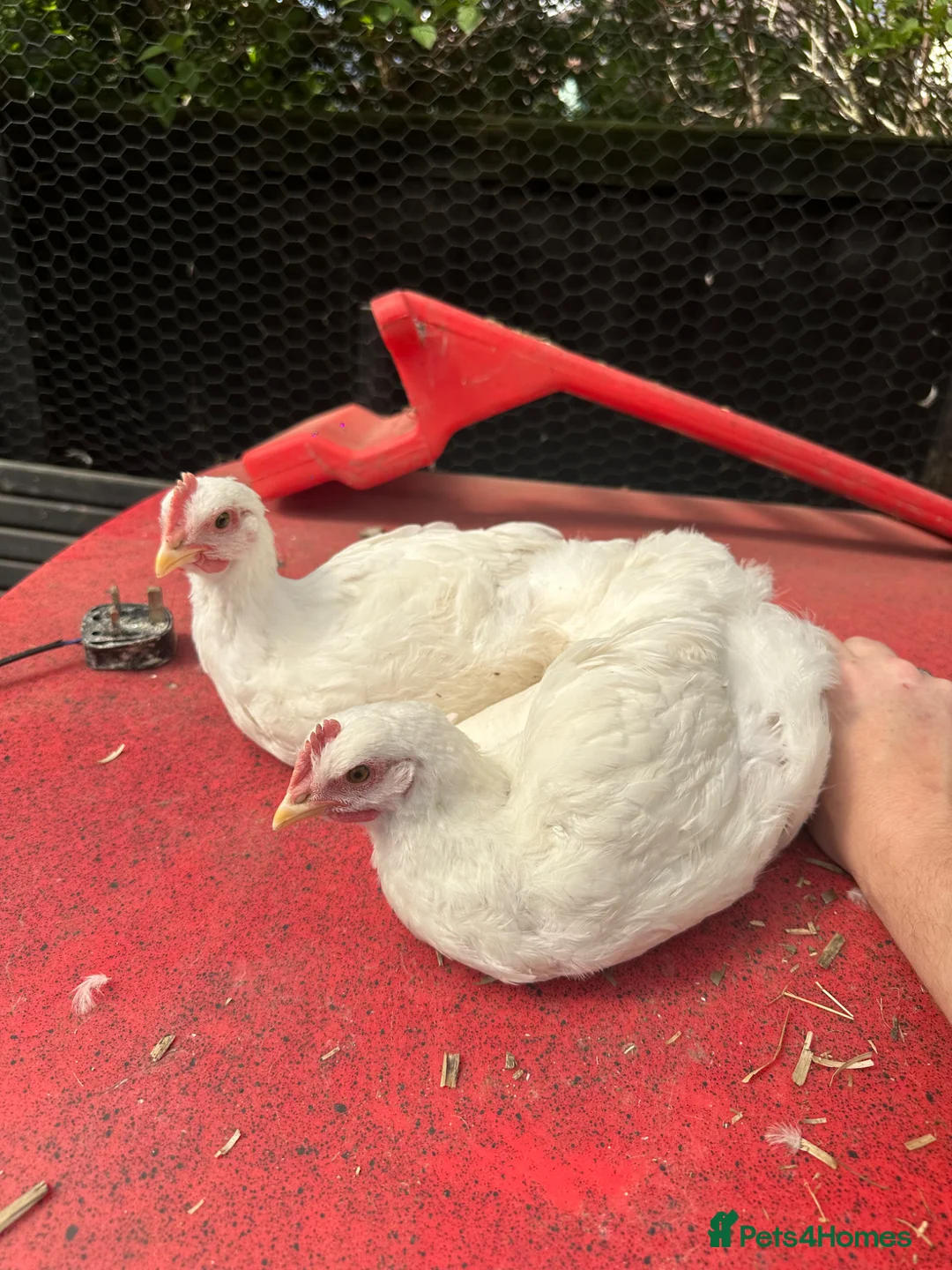 Chickens poultry for sale: pure white jersey giant roosters in Pudsey - Advert 1