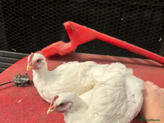 Chickens poultry pure white jersey giant roosters - Advert 1