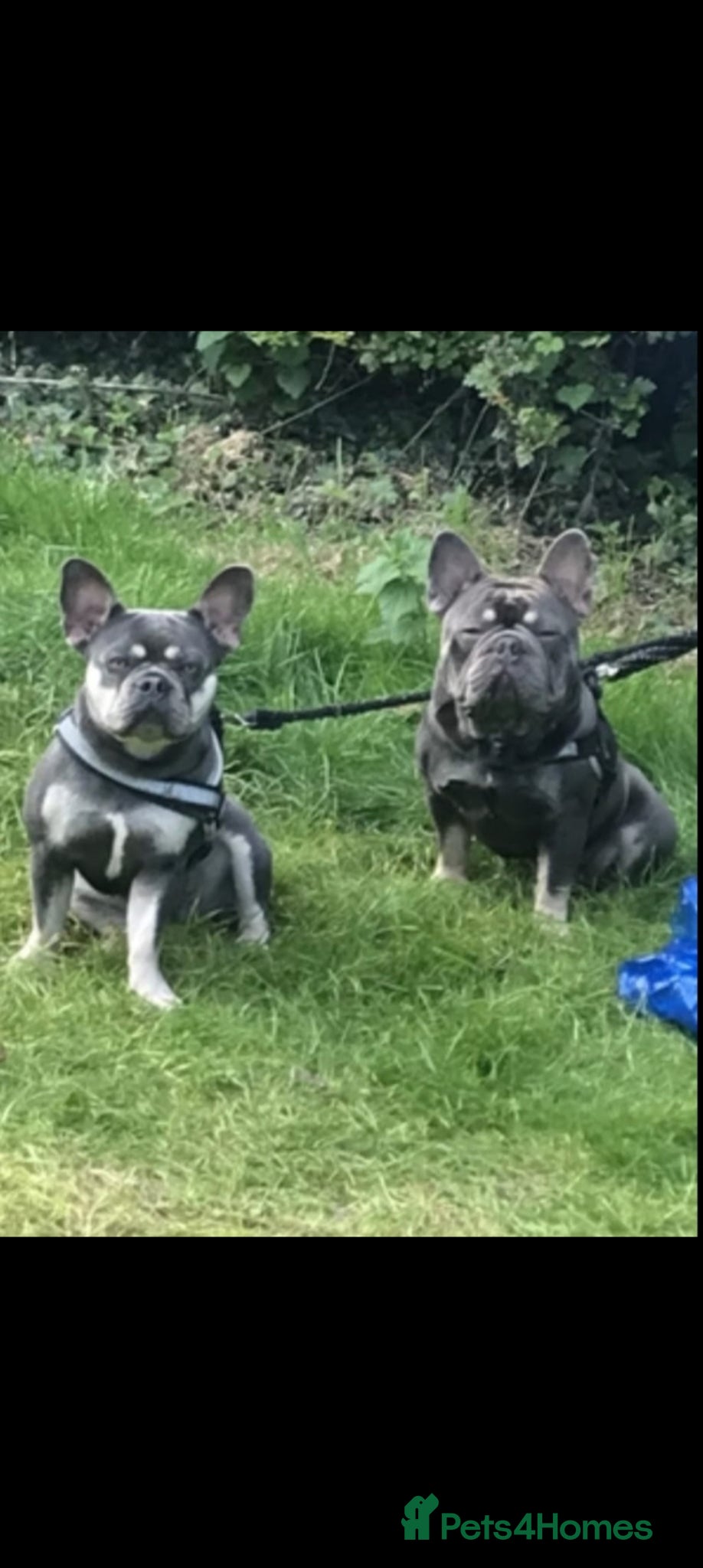 French Bulldog dogs Lilac and tan frenchie pups - Advert 1