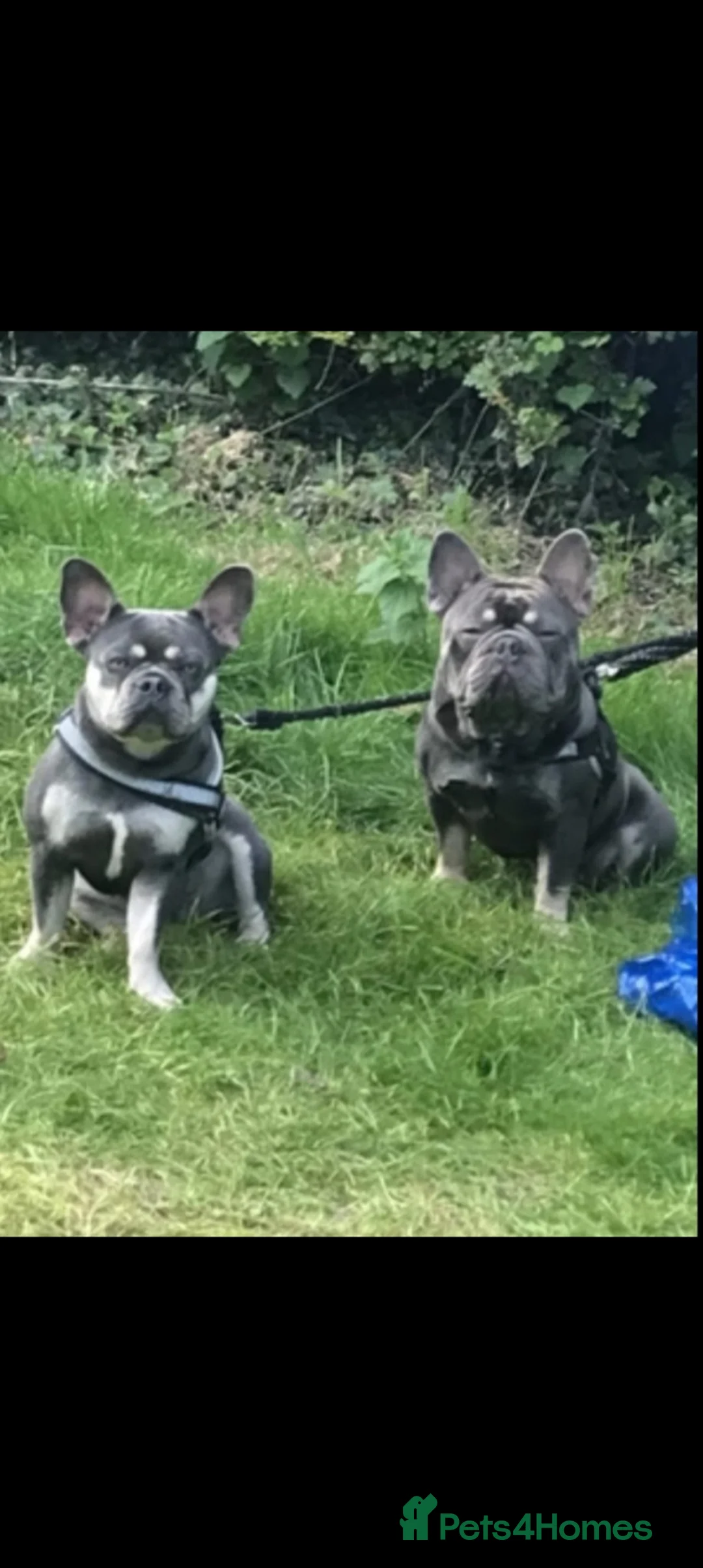 French Bulldog dogs for sale: Lilac and tan frenchie pups in Liverpool - Advert 1