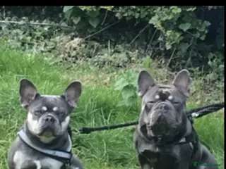 French Bulldog dogs Lilac and tan frenchie pups - Advert 7