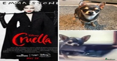 Chihuahua dogs KC STUD BOYS . STUD ONLY.  in Mansfield - Advert 12