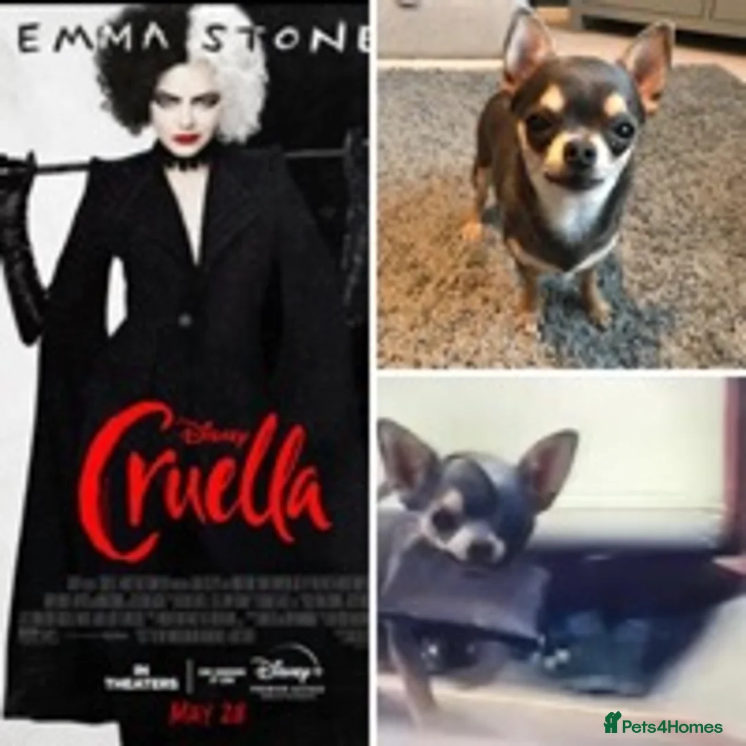 Chihuahua dogs for stud: KC STUD BOYS . STUD ONLY.  in Mansfield - Advert 2