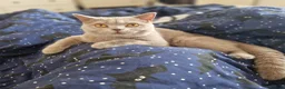 British Shorthair cats for sale: Beautiful Fawn GCCF British Shorthair Girl  🐾 - Advert 2