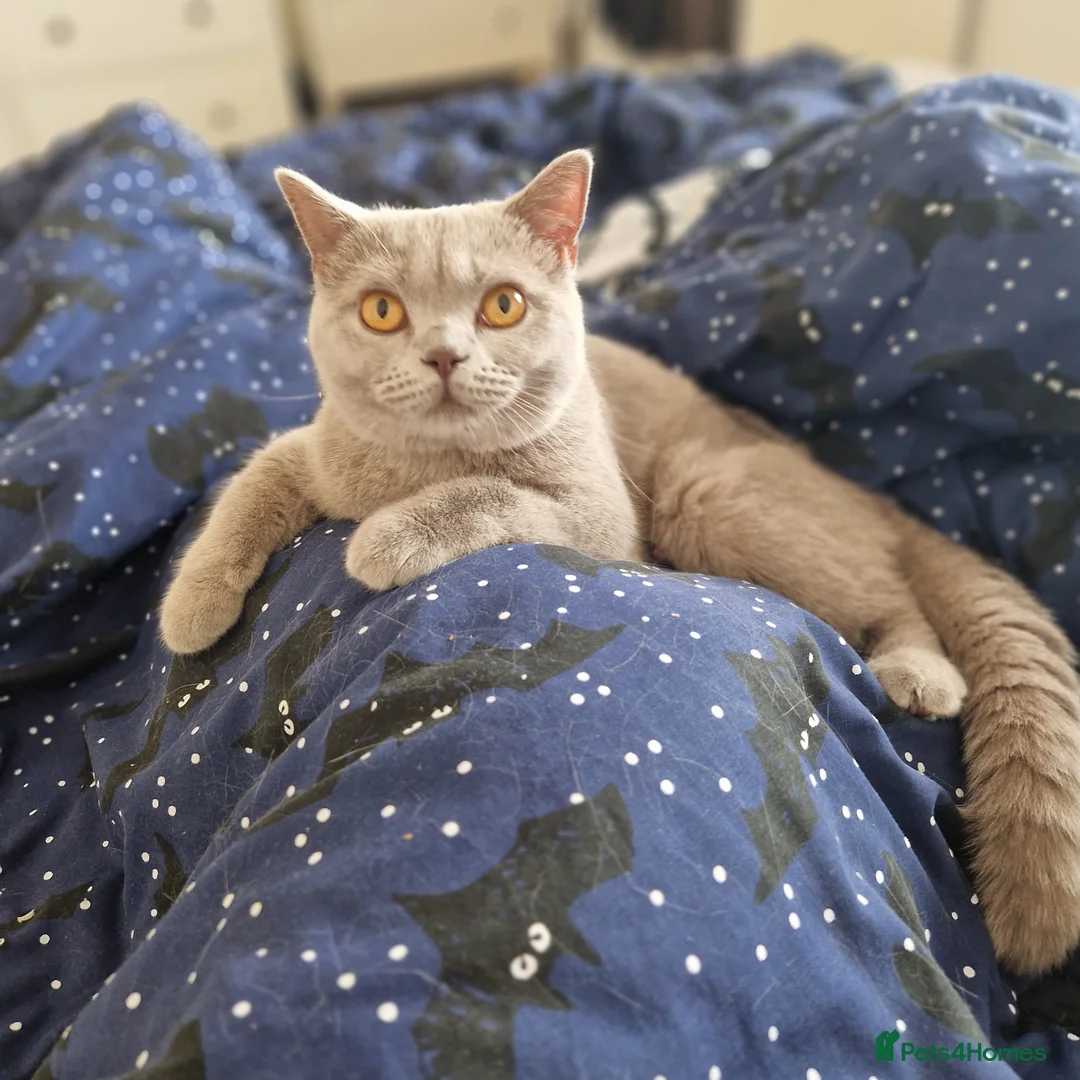 British Shorthair cats for sale: Beautiful Fawn GCCF British Shorthair Girl  🐾 - Advert 2