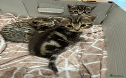 Bengal cats for sale: Bengali kittens - Image 5