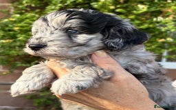 Cavapoo dogs for sale: 🌟HEALTH TESTED F1B CAVAPOO MERLE STUNNING PUPPIES - Image 25