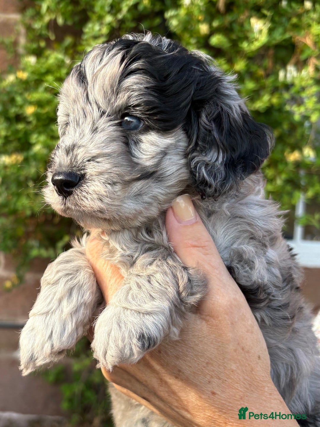 Cavapoo dogs for sale: 🌟HEALTH TESTED F1B CAVAPOO MERLE STUNNING PUPPIES - Image 25