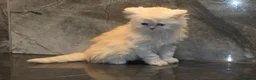 Scottish Fold cats for sale: Eight wee wonders seek mum/dad - Advert 13