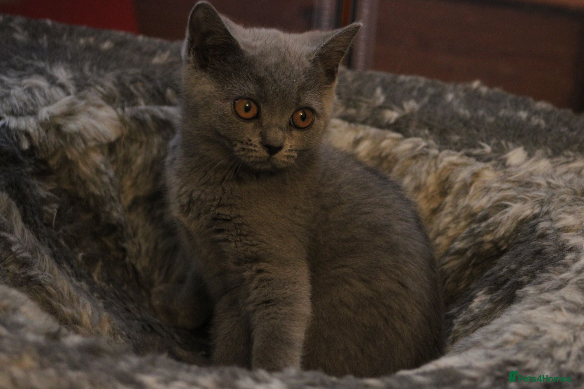 Scottish Fold cats Scottish straight girls ready for a new home🥰 - Advert 2