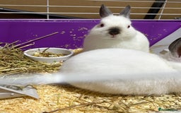 Netherland Dwarf rabbits for sale: Himalayan Netherland Dwarfs 11 weeks old - Image 5