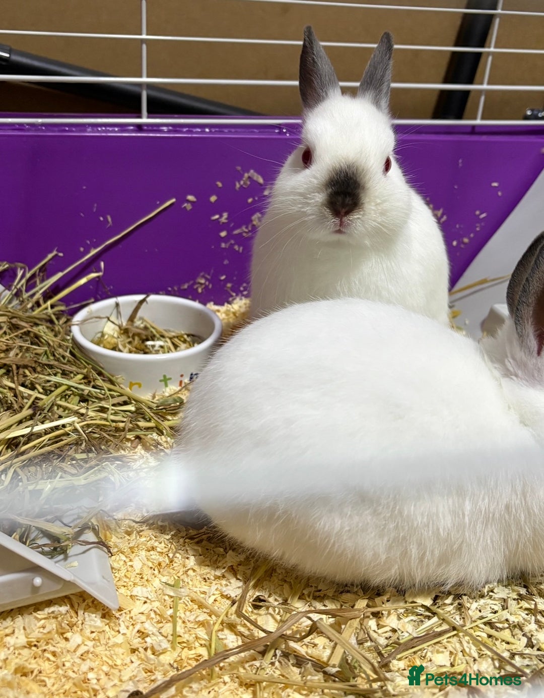 Netherland Dwarf rabbits for sale: Himalayan Netherland Dwarfs 11 weeks old - Image 5