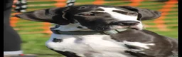 Great Dane dogs for sale: Great Dane litter waiting list announcement  - Advert 2