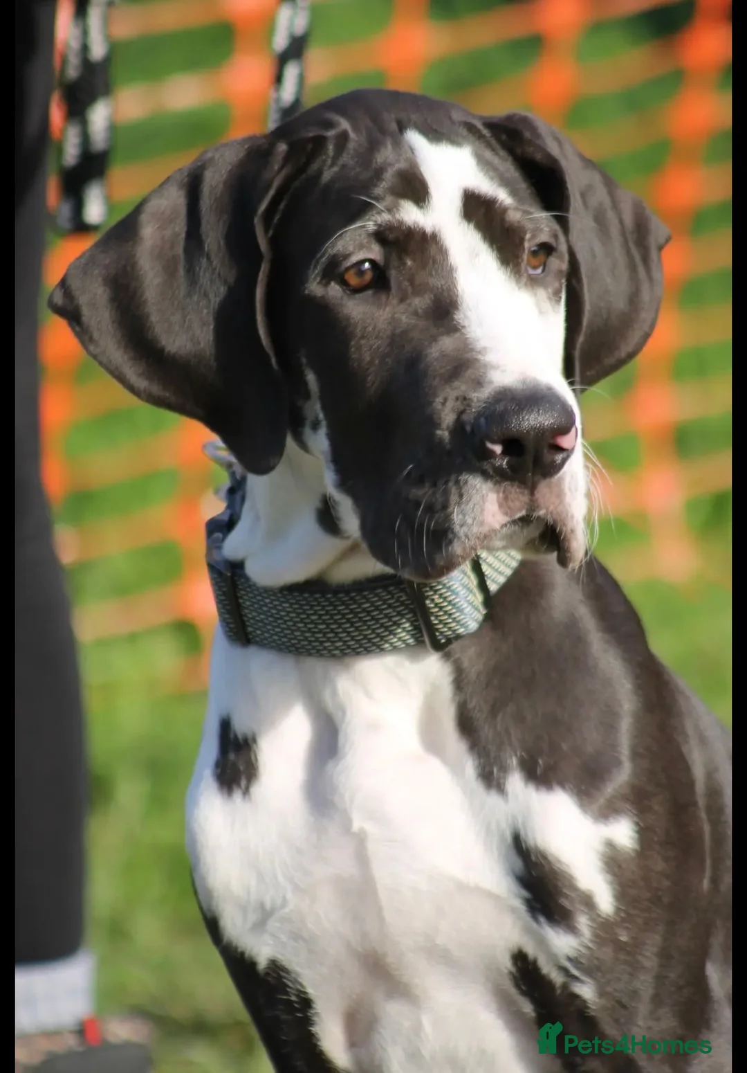 Great Dane dogs for sale: Great Dane litter waiting list announcement  - Advert 2