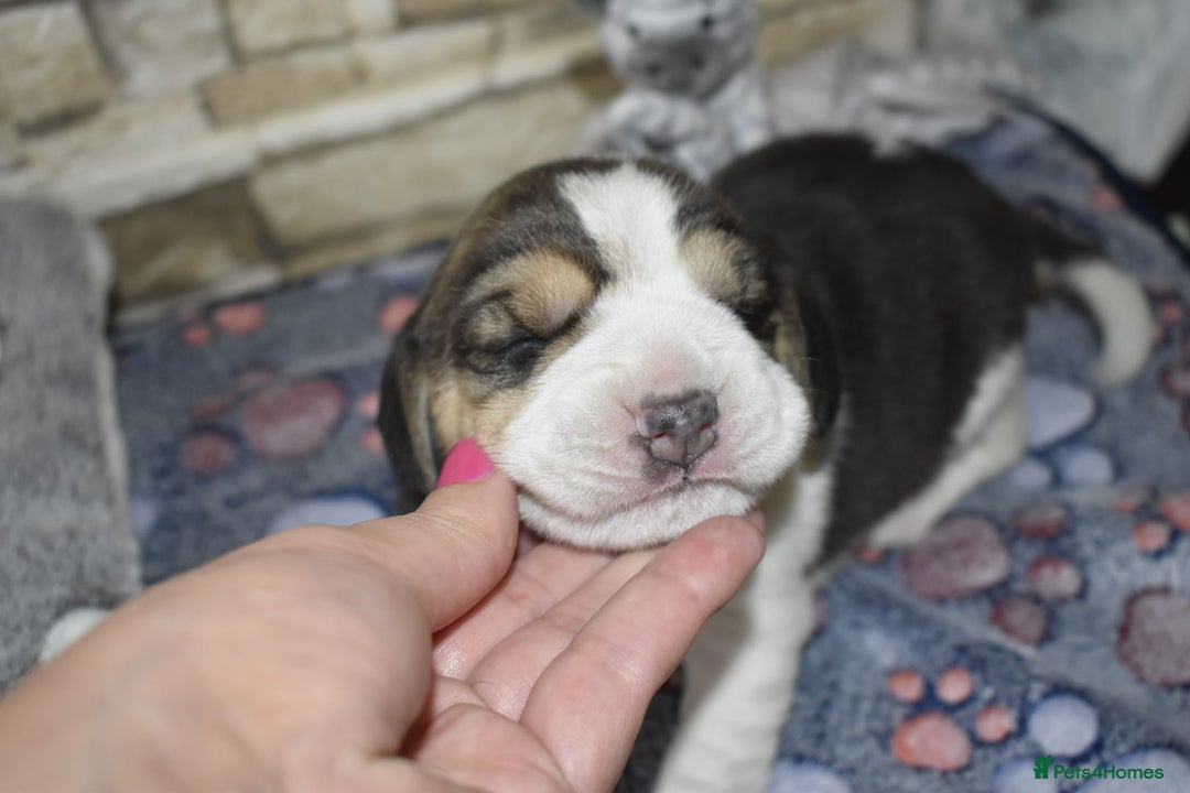 Beagle dogs for sale: Beautiful KC Beagle Puppies – DNA Health Tested  - Image 10