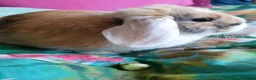 Mini Lop rabbits for sale: Friendly gorgeous young male Mini Lop boy rabbit in Loughborough - Advert 6