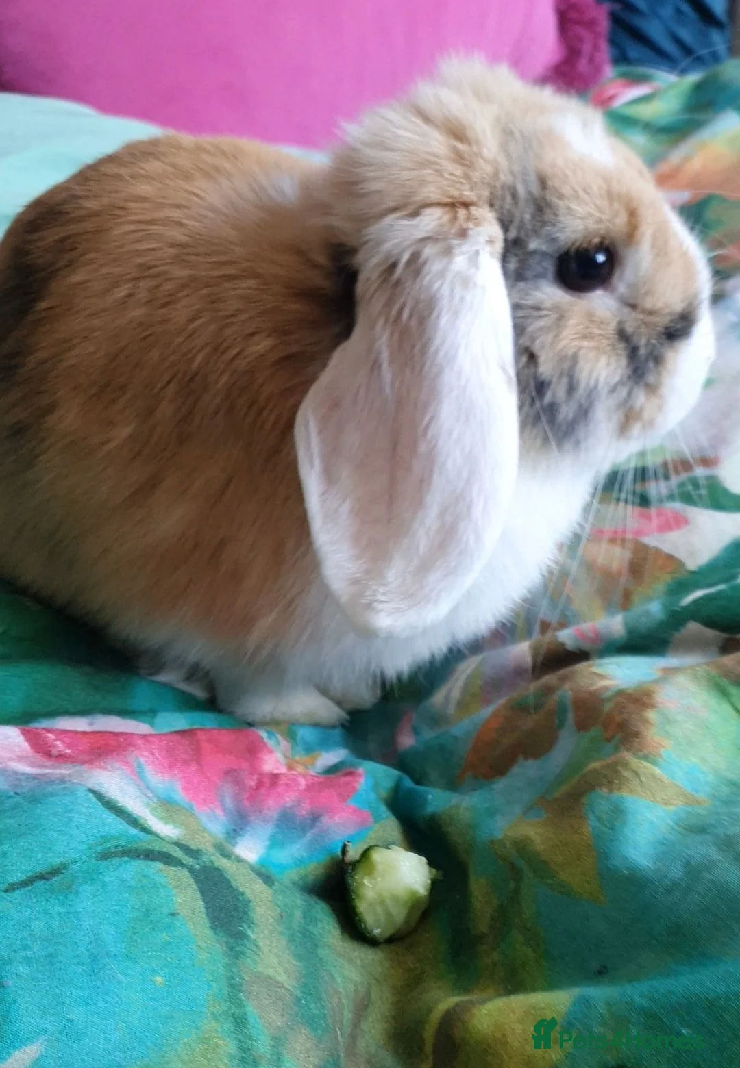 Mini Lop rabbits for sale: Friendly gorgeous young male Mini Lop boy rabbit in Loughborough - Advert 6