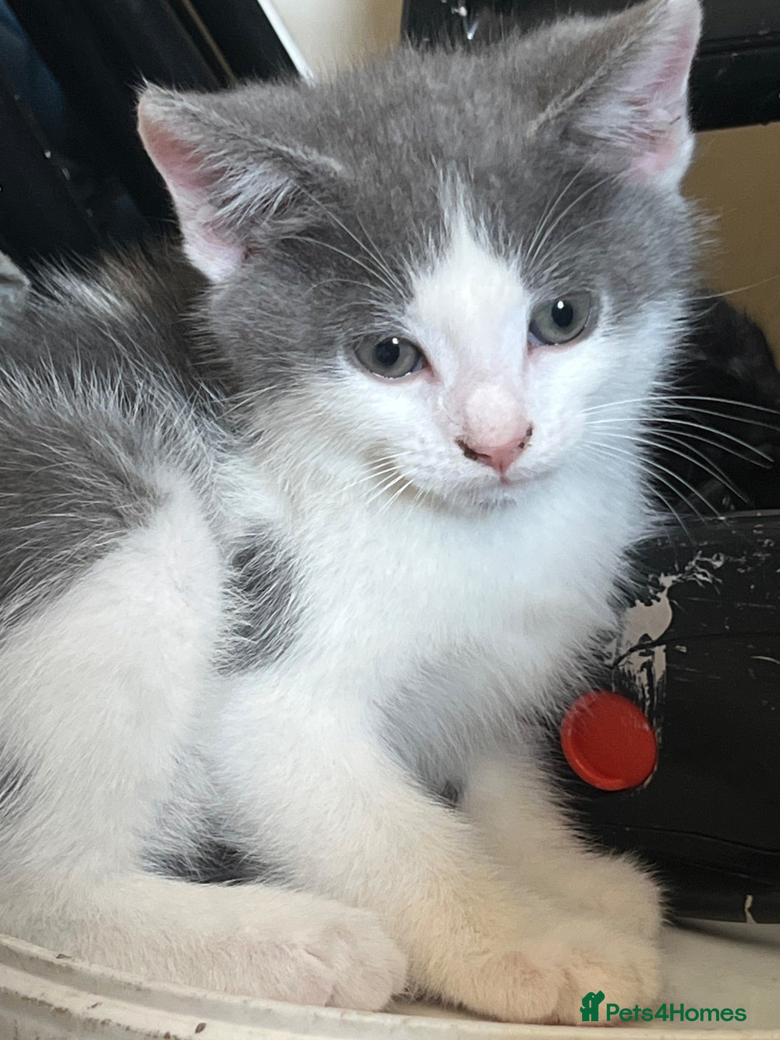 Mixed Breed cats Kittens ready to go £50 - Advert 3