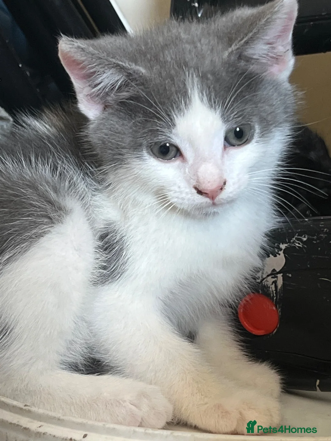 Mixed Breed cats for sale: Kittens ready to go £50 - Advert 1