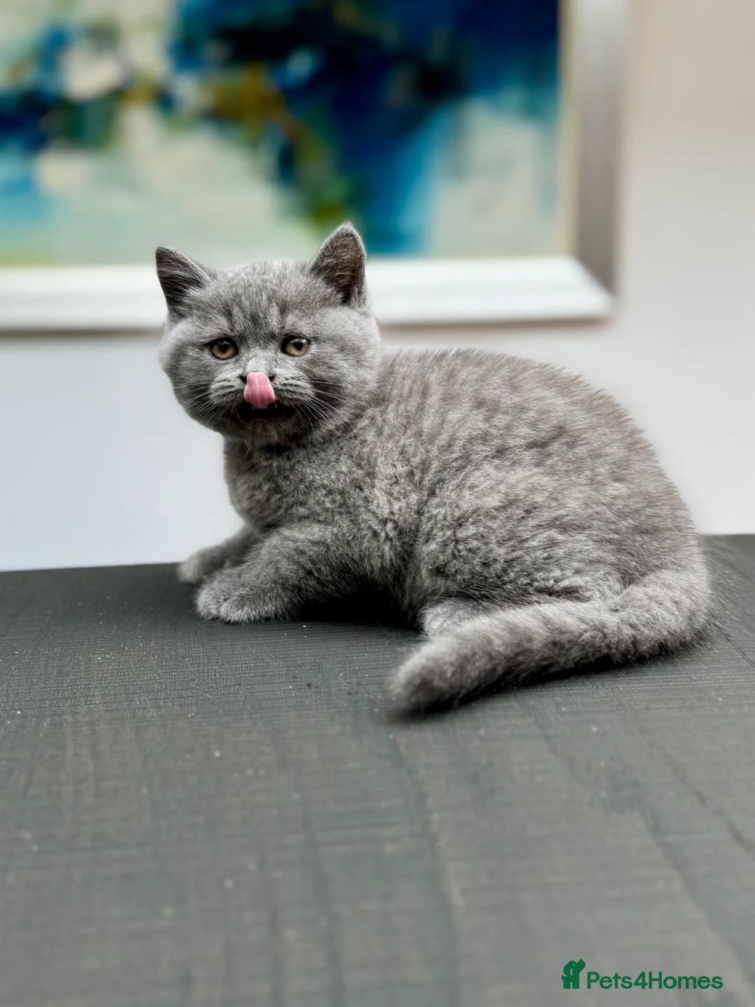 British Shorthair cats for sale: Stunning Pedigree British Shorthair Kittens - Advert 16