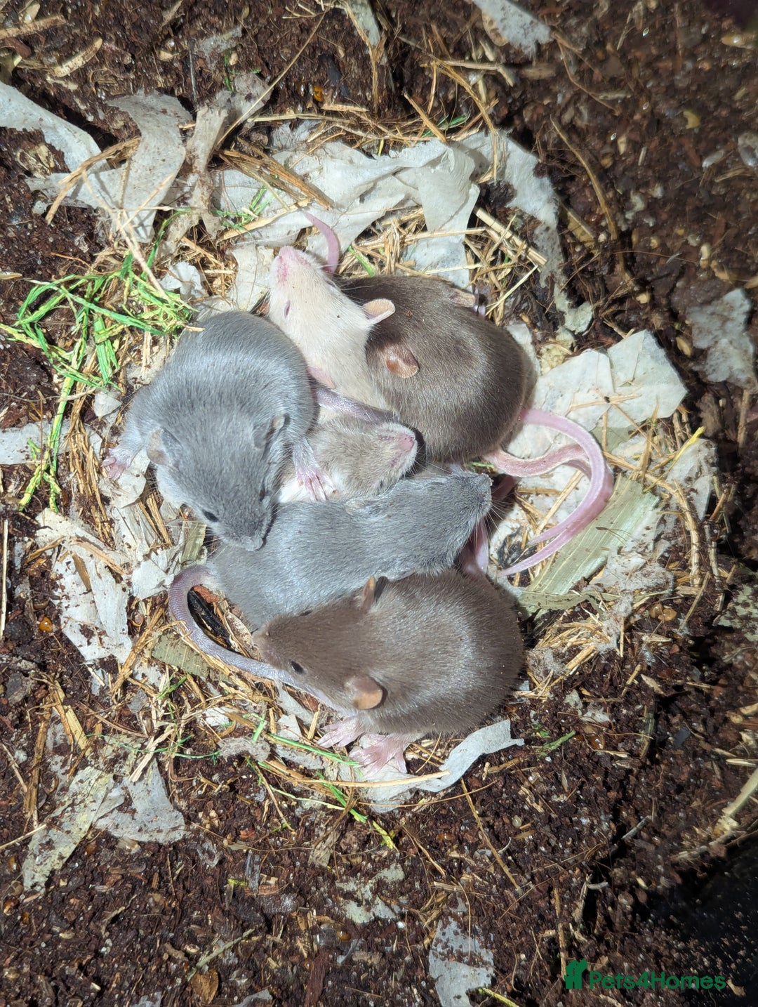 Mouse rodents for sale: Mixture of Fancy Mice For Sale  - Image 18