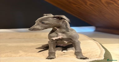 Whippet dogs - Advert 4