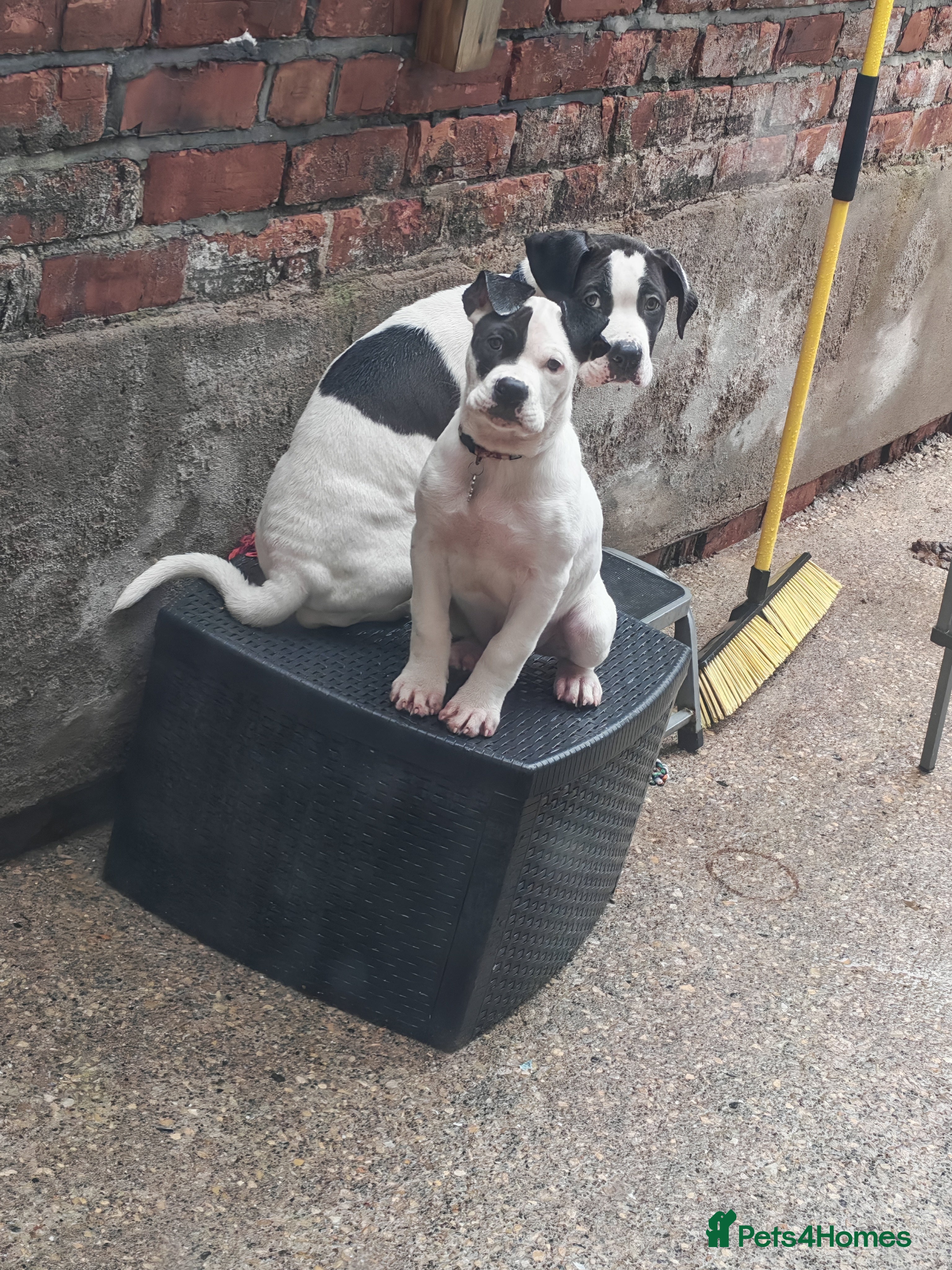 Mixed Breed dogs Presa canario& mastiff  - Advert 2