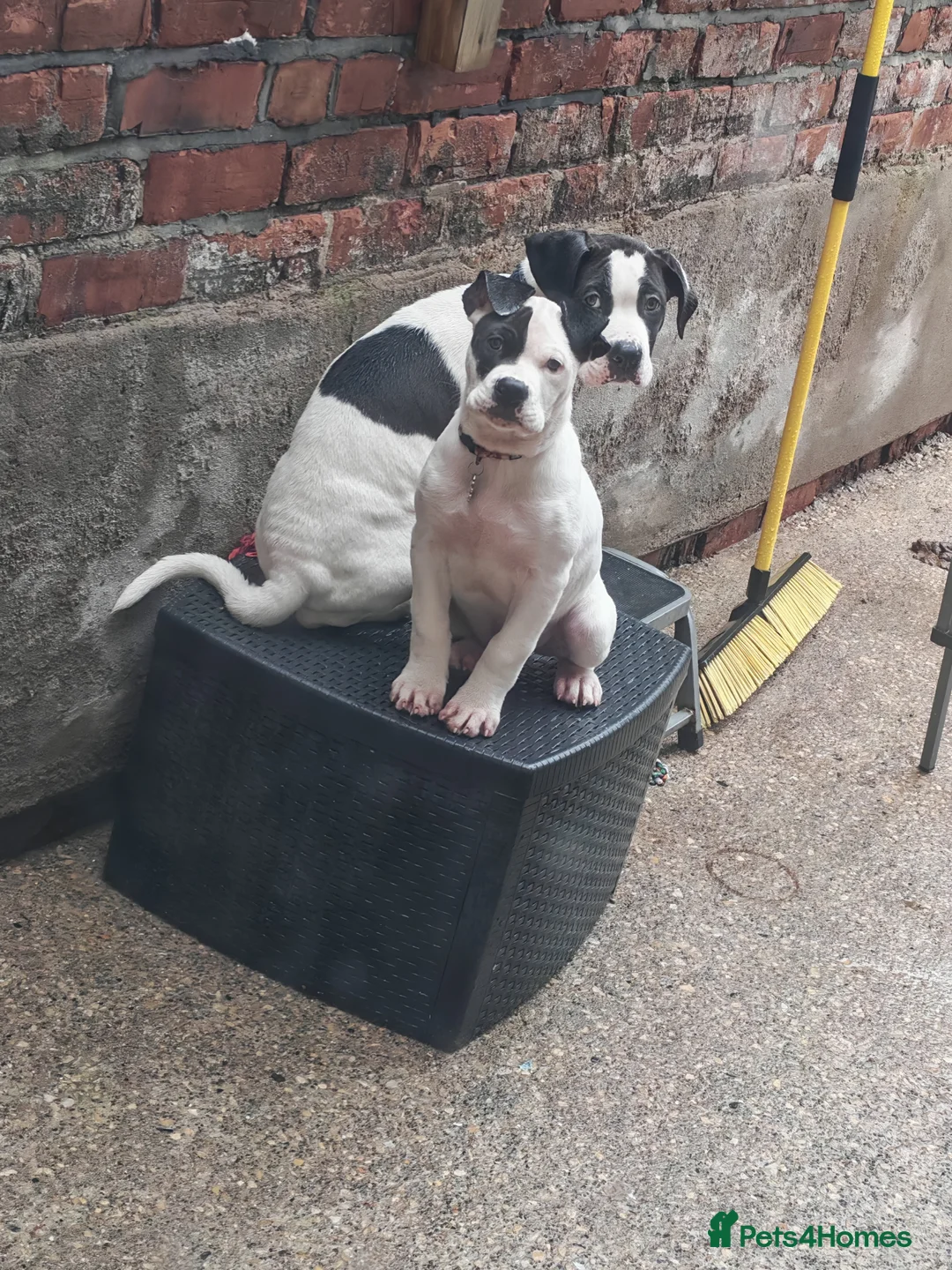 Mixed Breed dogs for sale: Presa canario& mastiff  - Advert 1