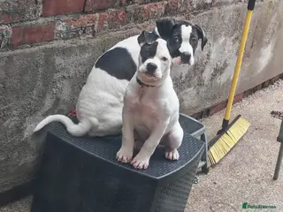 Mixed Breed dogs Presa canario& mastiff - Advert 1